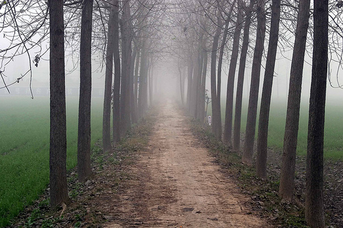 trees-in-fog.jpg (500×333)